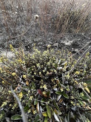 Veronica pimeleoides pimeleoides