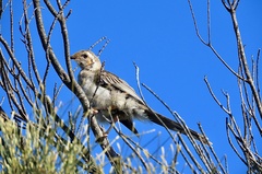 Anthochaera paradoxa