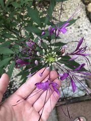Cleome houtteana