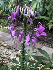 Cleome houtteana
