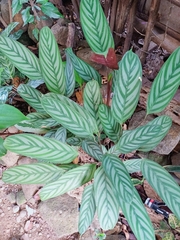Ctenanthe