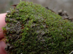 Dicranella rufescens