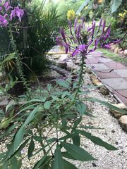 Cleome houtteana