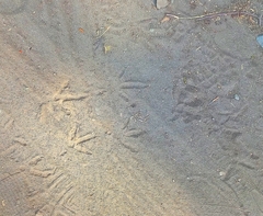 Theristicus melanopis