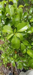 Auranticarpa rhombifolia