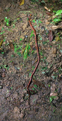 Siphlophis compressus