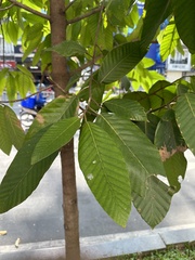Dipterocarpus alatus