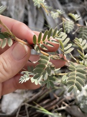 Chamaecrista lineata keyensis