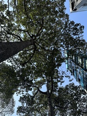 Dipterocarpus alatus