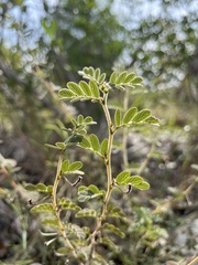 Chamaecrista lineata keyensis