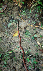 Siphlophis compressus