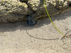 Physalia physalis