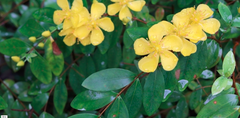 Hypericum geminiflorum