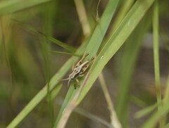 Phaulacridium marginale