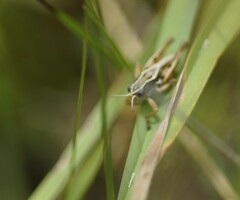 Phaulacridium marginale