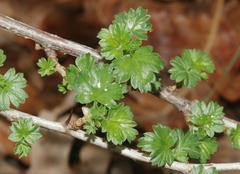 Ribes quercetorum