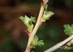Ribes quercetorum