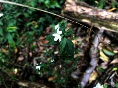 Pseuderanthemum tenellum