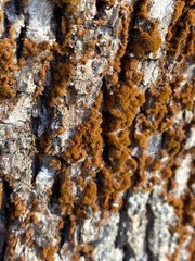 Trentepohlia