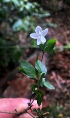 Pseuderanthemum tenellum