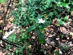 Pseuderanthemum tenellum