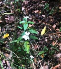 Pseuderanthemum tenellum