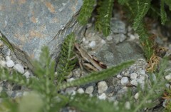 Sigaus australis