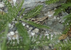 Sigaus australis