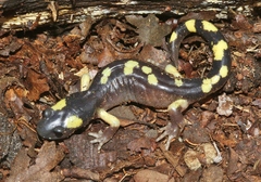Ensatina eschscholtzii croceater