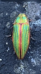 Buprestis aurulenta