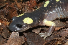 Ensatina eschscholtzii croceater