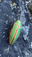 Buprestis aurulenta