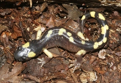Ensatina eschscholtzii croceater