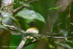 Myiopagis viridicata