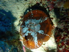 Echinophyllia