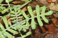 Pholistoma membranaceum