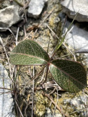 Echites umbellatus