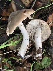 Coprinopsis uliginicola