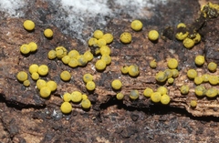 Physarum viride