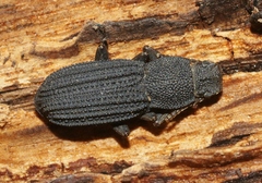 Nyctoporis