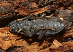 Nyctoporis