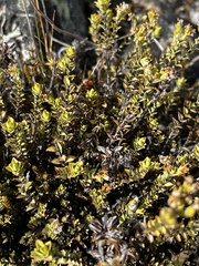 Veronica pimeleoides pimeleoides