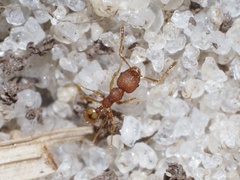 Pheidole navigans