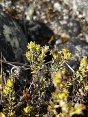 Veronica pimeleoides pimeleoides