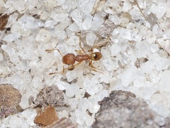 Pheidole navigans