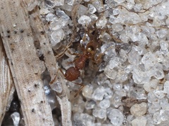 Pheidole navigans