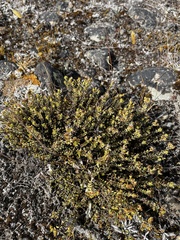 Veronica pimeleoides pimeleoides