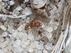 Pheidole navigans