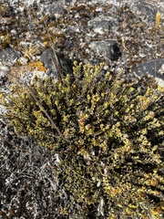Veronica pimeleoides pimeleoides