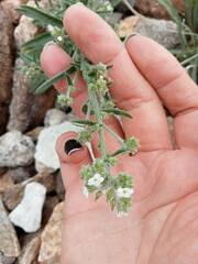 Johnstonella angustifolia